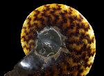 Cleoniceras (Grycia) besairiei COLLIGNON 1949 - Bild © FossNet FossilienStore